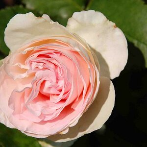 Rose Eden
