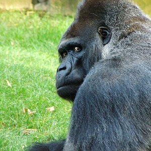 Gorilla 01