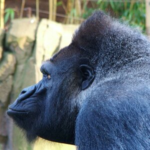 Gorilla 02