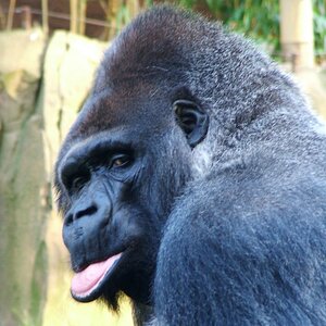 Gorilla 03