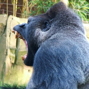 Gorilla 04