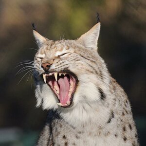 Luchs