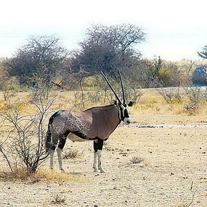 ORYX