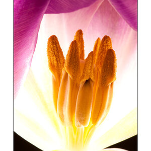 Leuchtende Tulpe 3