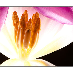 Leuchtende Tulpe 4