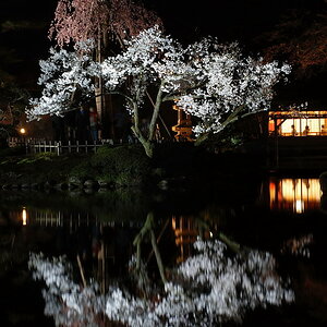 Kenrokuen no Yozakura