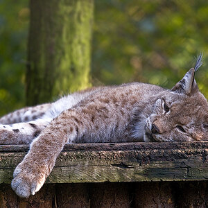 luchs