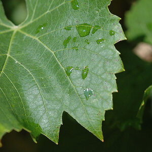 Natur 1