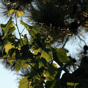 Natur 2
