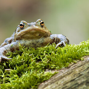 20090406 erdkroete 205