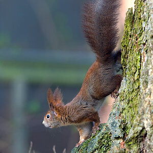 20090407 EICHHOERNCHEN 233