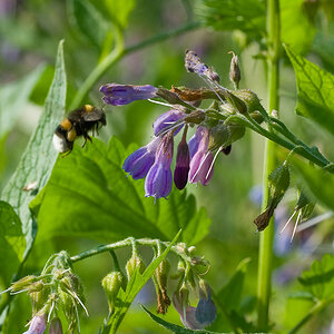 20070601 1338  D200  Bienen Blüten (174823)