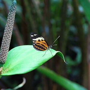 Schmetterling auf Pflanze im Botanischen Garten in München