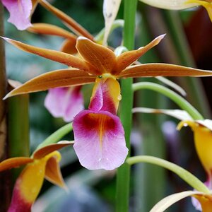 Botanischer Garten München
Orchidee