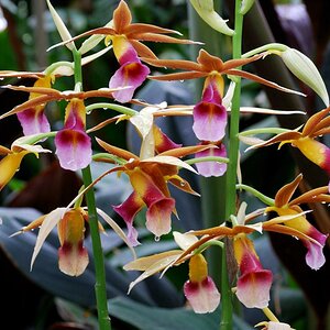 Botanischer Garten München
Angriff der Orchideen