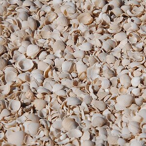 Shell beach