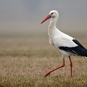 storch