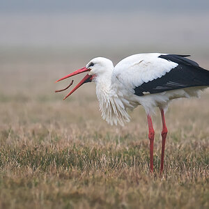 storch2