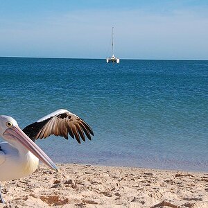 Peli