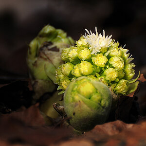 Blumenkohl Melodie bearbeitet
