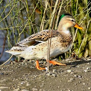 walking duck