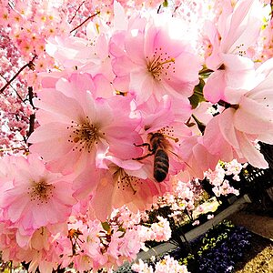 2009 04 07 Weitwinkelmakros Botanischer Garten D7C 6972 ps crop