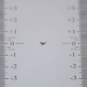Nikkor 80-200 2.8 ED Schiebezoom. Backfokus