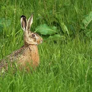Hase5250.