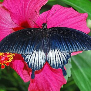 Schmetterling