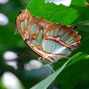 Schmetterling 1