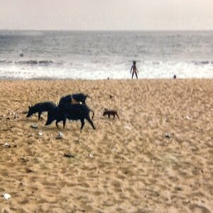 TZ Strand 1