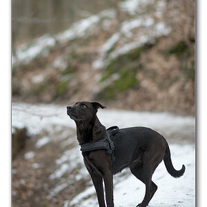 lupa im schnee1
