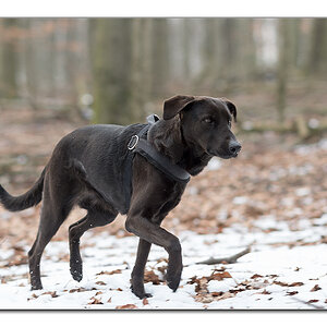 Lupa im schnee2
