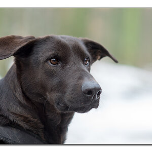 lupa im schnee3