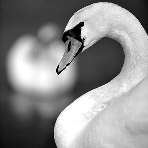 Schwan Ni