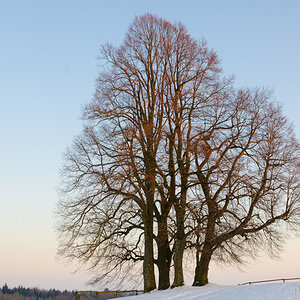 Baumgruppe
D7000 18-105@30, 1/50 f8