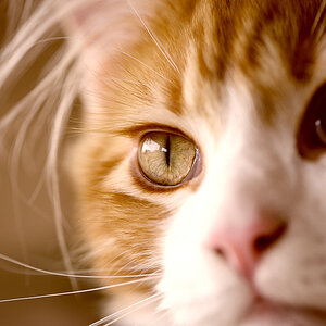 Eye of the Tiger