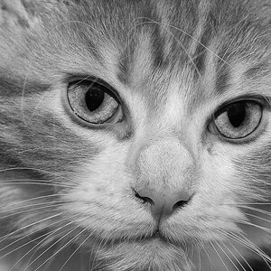 "Löwe"