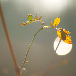 341024gegenlichtschatten