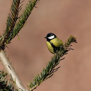 Kohlmeise
im
Tiergarten Nürnberg