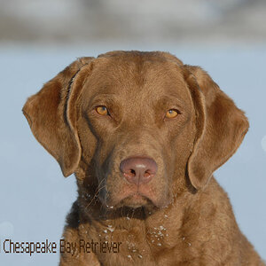 sea nland chesapeake 35