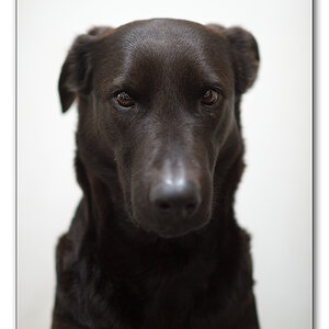 Lupa portrait
