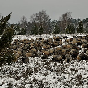 D30 3892f:  Heidschnucken, Lüneburger Heide, Oberhaverbeck