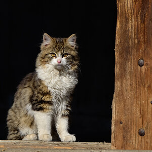 Katze1