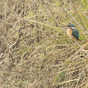 Eisvogel bei Chirirbandar
4398
