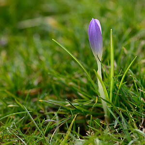 DSC7007 Krokus