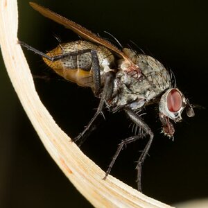 Fliege 6632