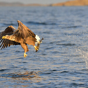Seeadler 002