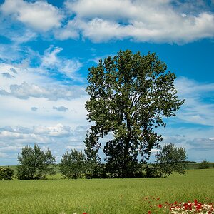 Baum DSC 0190