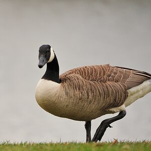2013 04 10 0079 D 3S A